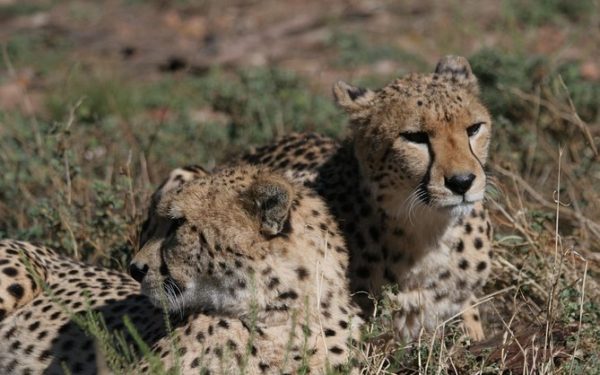 Big Five Safari and Breede River Valley Day Trip from Cape Town