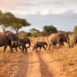 The Big Five Explained: What They Are & Where to See Them