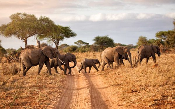 The Big Five Explained: What They Are & Where to See Them