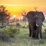 Best Time to Visit South Africa on Safari: A Month-by-Month Guide (2026)