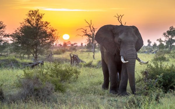 Best Time to Visit South Africa on Safari: A Month-by-Month Guide (2026)