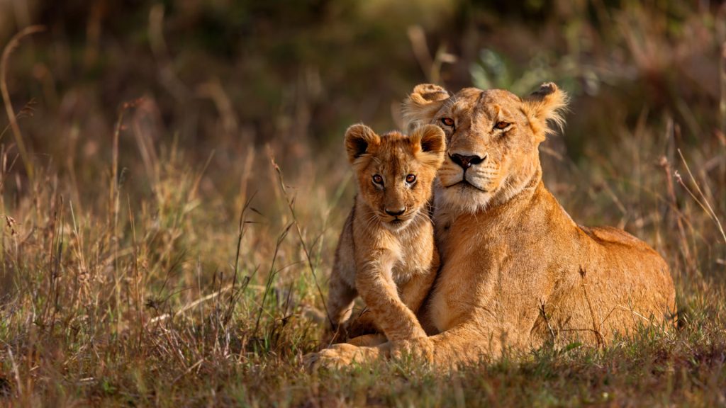 Lioness and cub in Kruger National Park