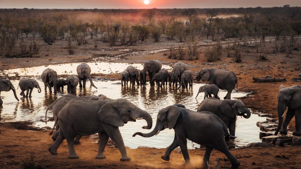 Safari landscape in Namibia