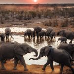 Best Time to Visit Namibia on Safari: A Month-by-Month Guide (2026)