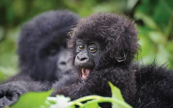 Adventurer Rwanda Gorilla Tracking Safari