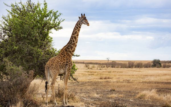 5-Day Garden Route and Addo Safari from Cape Town