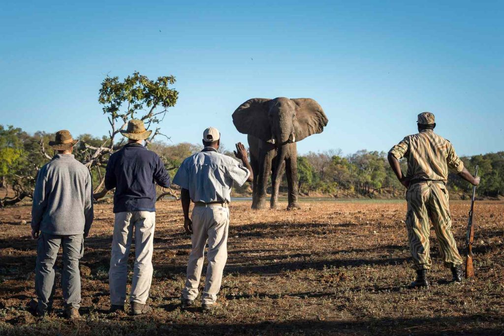 Guided walking safari on foot in the African bush