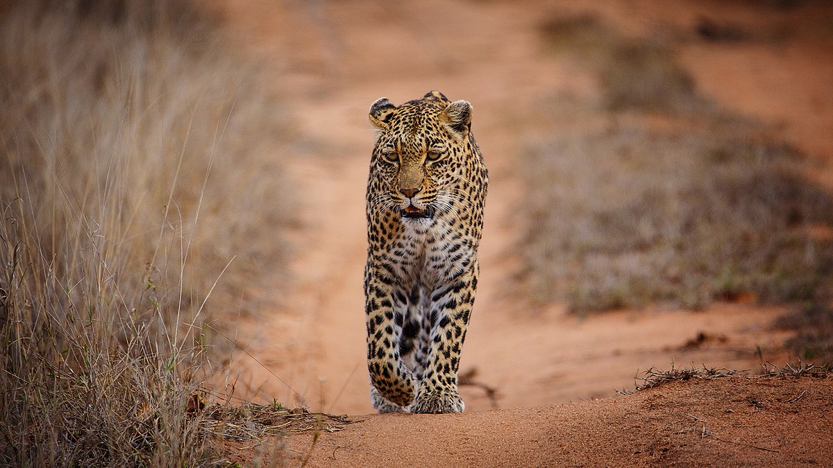 A leopard walking along a sand track through dry grass in the Sabi Sand Nature Reserve, South Africa
