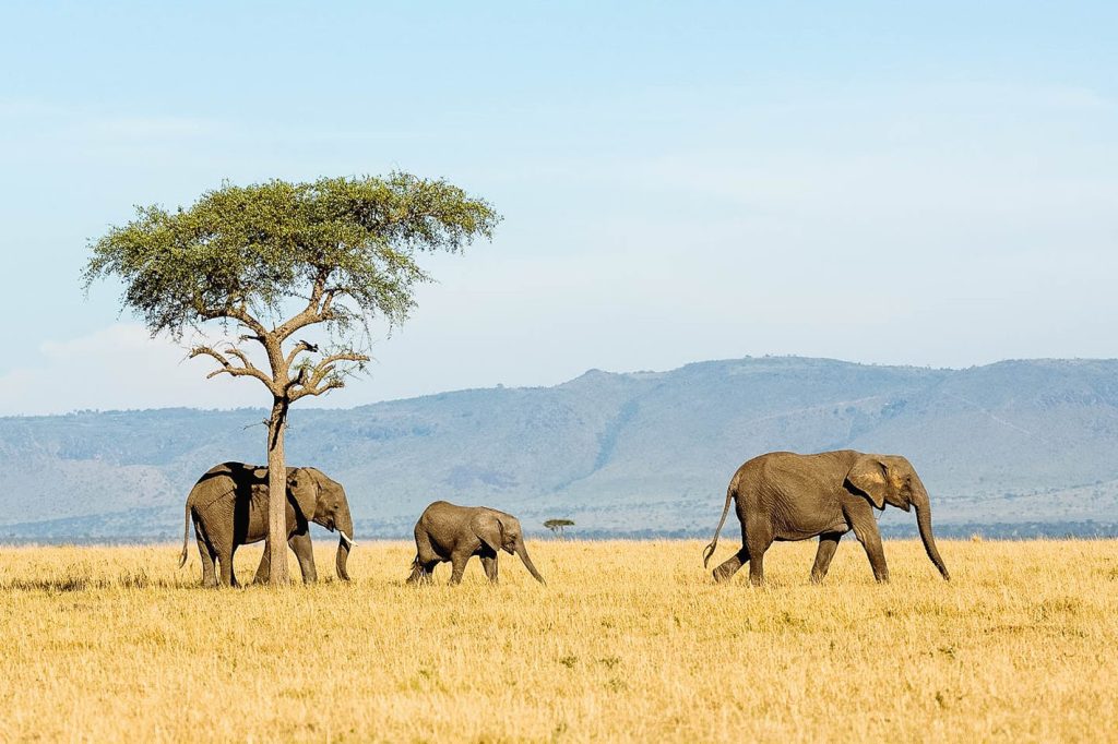Elephant herd crossing open savannah on a Tanzania luxury safari