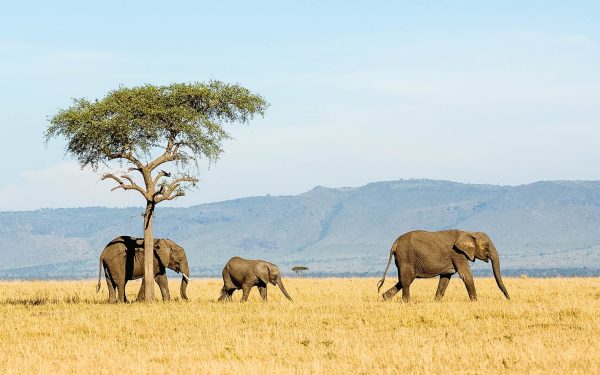 Tanzania Luxury Safari