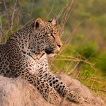Sabi Sand Leopards: Why This Reserve Has Africa’s Best Leopard Sightings