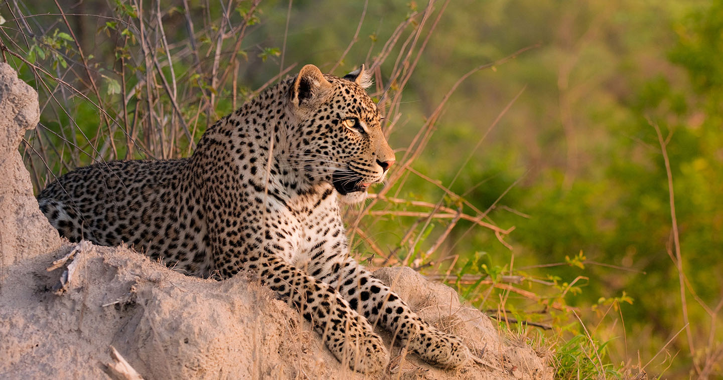 Leopard resting on a termite mound at golden hour in the Sabi Sand Nature Reserve, South Africa