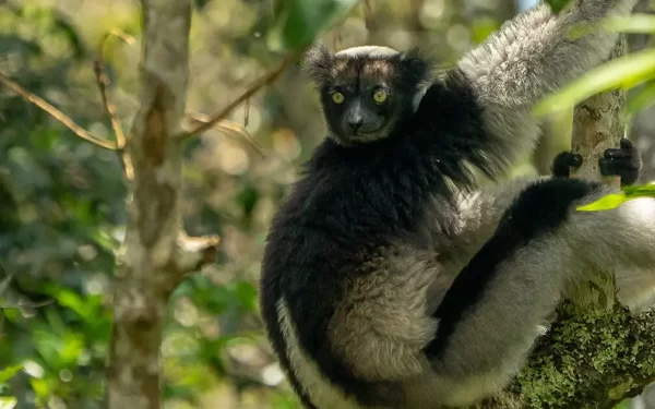 10-Day Madagascar’s Lemurs, Rainforests and Beach Tour