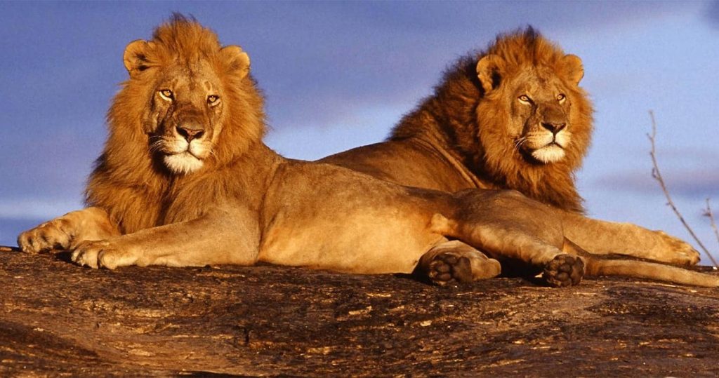 Wildlife in northern Botswana