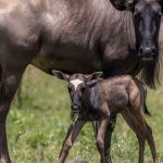 Best Time to Visit Tanzania on Safari: A Month-by-Month Guide (2026)