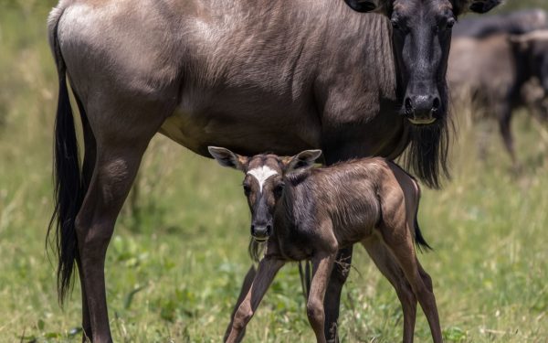 Best Time to Visit Tanzania on Safari: A Month-by-Month Guide (2026)
