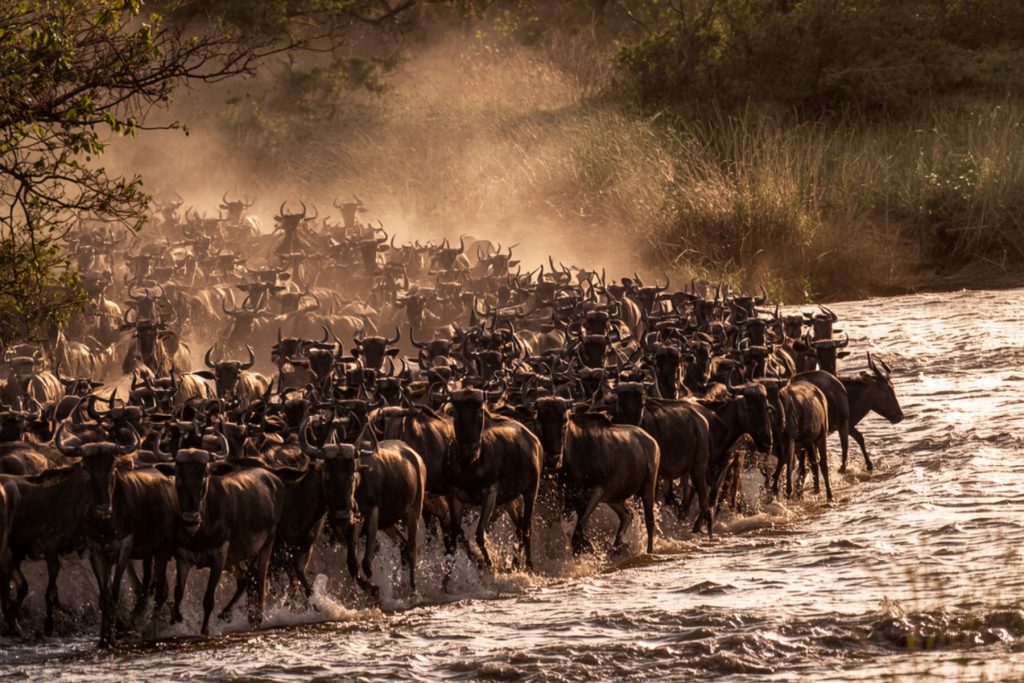 Migration animals on the move
