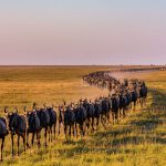 The Great Migration Path Explained
