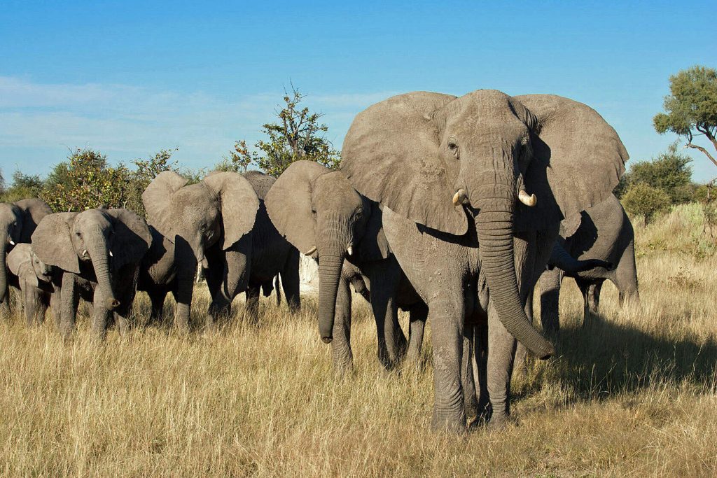 Elephant in Botswana