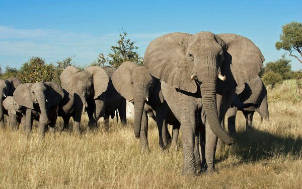 3 Day Chobe National Park Camping Safari from Livingstone or Victoria Falls